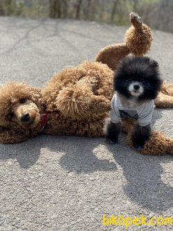 Miloo En Mini En Özel Boo Pomeranian Boo 1
