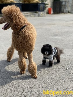 Miloo En Mini En Özel Boo Pomeranian Boo 2