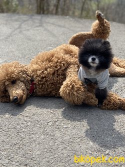 Miloo En Mini En Özel Boo Pomeranian Boo 4