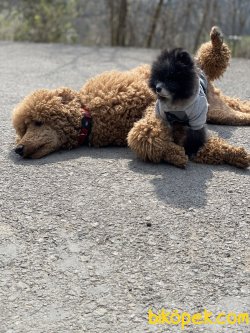 Miloo En Mini En Özel Boo Pomeranian Boo 3