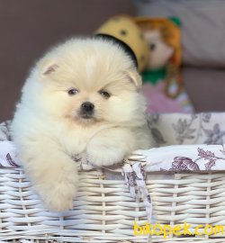 Mini Boy Boo Pomeranian Yavrular 1