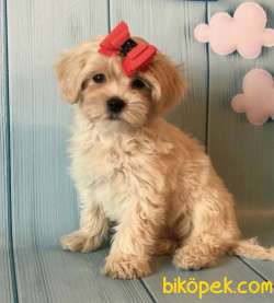 Mini Boy Maltipoo Sevimli Yavrular 1