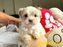 MİNİK MALTESE TERİER YAVRULARI 1