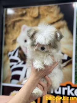Minik Shihtzu Yavrumuz 1