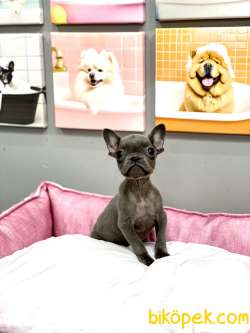 MUHTEŞEM GÜZELLİKTE ORJİNAL BLUE FRENCH BULLDOG 1