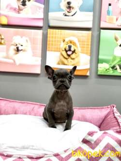 MUHTEŞEM GÜZELLİKTE ORJİNAL BLUE FRENCH BULLDOG 3