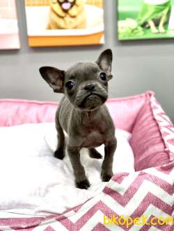 MUHTEŞEM GÜZELLİKTE ORJİNAL BLUE FRENCH BULLDOG 2
