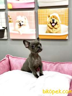 MUHTEŞEM GÜZELLİKTE ORJİNAL BLUE FRENCH BULLDOG 4