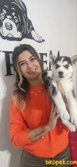 MUHTEŞEM HUSKY SİBİRYA KURDU BEBEKLER IRK GARANTİLİ 1