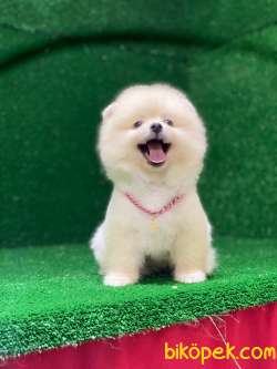 Mükemmel Pomeranian Boo Yavrular 2