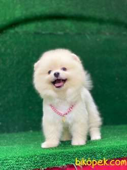 Mükemmel Pomeranian Boo Yavrular 5