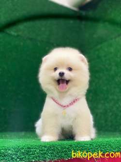 Mükemmel Pomeranian Boo Yavrular 1