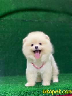 Mükemmel Pomeranian Boo Yavrular 4