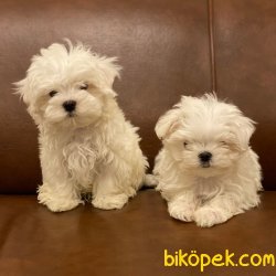 O Numara Maltese Terrier Yavrularımız 4
