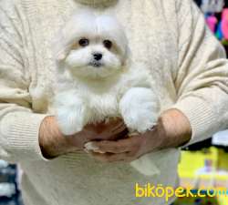 Orji̇nal Kore Maltese Terri̇er Kizimiz Yeni̇ Yuvasini Ariyor 1