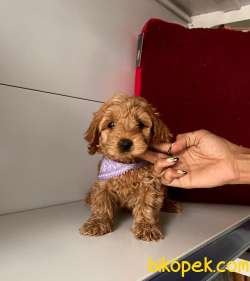 ORJİNAL MALTİPO YAVRULAR 2