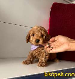 ORJİNAL MALTİPO YAVRULAR 4