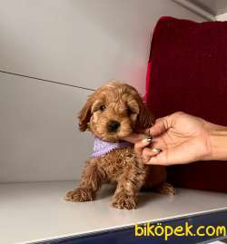 ORJİNAL MALTİPO YAVRULAR 3