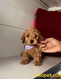 ORJİNAL MALTİPO YAVRULAR 1