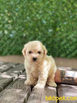 Orjinal Maltipoo Yavrularımız 0 3