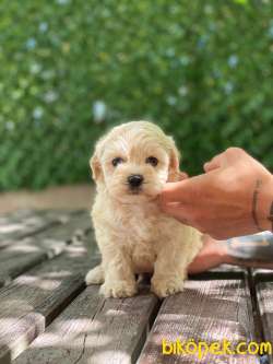 Orjinal Maltipoo Yavrularımız 0 2