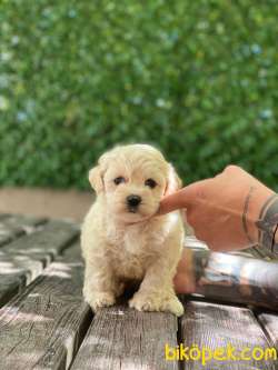 Orjinal Maltipoo Yavrularımız 0 1