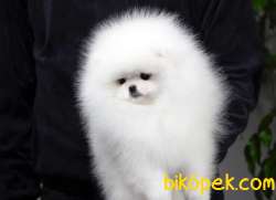 ORJİNAL POMERANİAN BOO YAVRULARI 3