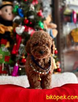 ORJİNAL POODLE YAVRULAR 4