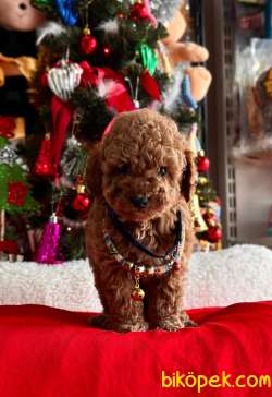 ORJİNAL POODLE YAVRULAR 1