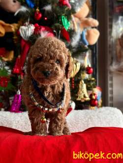 ORJİNAL POODLE YAVRULAR 2