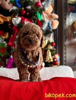 ORJİNAL POODLE YAVRULAR 3