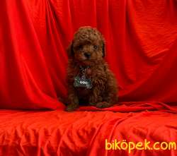 ORJİNAL POODLE YAVRULAR 3