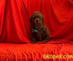 ORJİNAL POODLE YAVRULAR 1