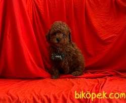 ORJİNAL POODLE YAVRULAR 2