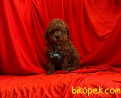 ORJİNAL POODLE YAVRULAR 4