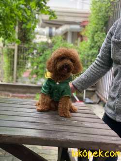 Orjinal Tedy Toy Poodle Oğlumuz 5