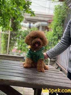 Orjinal Tedy Toy Poodle Oğlumuz 1