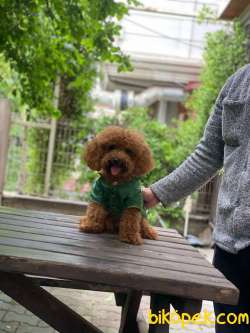 Orjinal Tedy Toy Poodle Oğlumuz 4