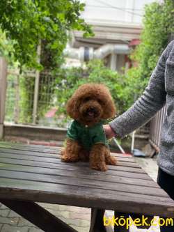 Orjinal Tedy Toy Poodle Oğlumuz 3