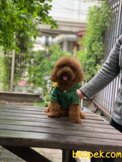 Orjinal Tedy Toy Poodle Oğlumuz 2