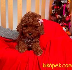 ORJİNAL TOY PODDLE 1