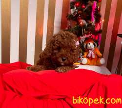 ORJİNAL TOY PODDLE 2