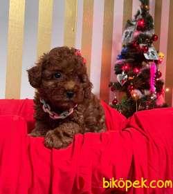 ORJİNAL TOY PODDLE YAVRULAR 1