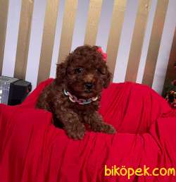 ORJİNAL TOY PODDLE YAVRULAR 4
