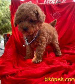 ORJİNAL TOY POODLE YAVRULAR 1