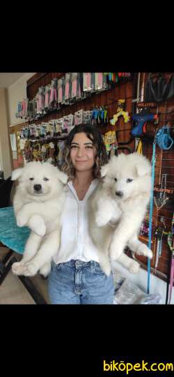 PAMUK SAMOYED BEBEKLER 2
