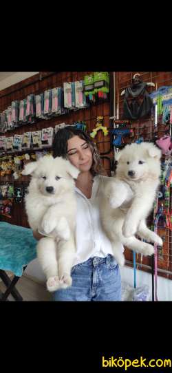 PAMUK SAMOYED BEBEKLER 4