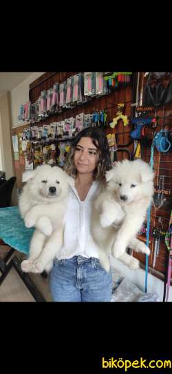 PAMUK SAMOYED BEBEKLER 5