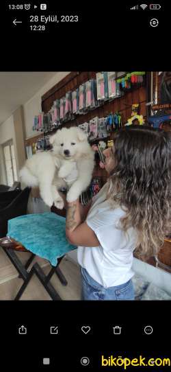 PAMUK SAMOYED BEBEKLER 1