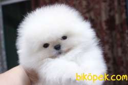 POMERANAIN BOO YAVRULARIMIZ A Kalıte 1